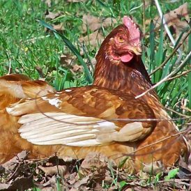 From Farm Fresh Eggs to Souffle Image